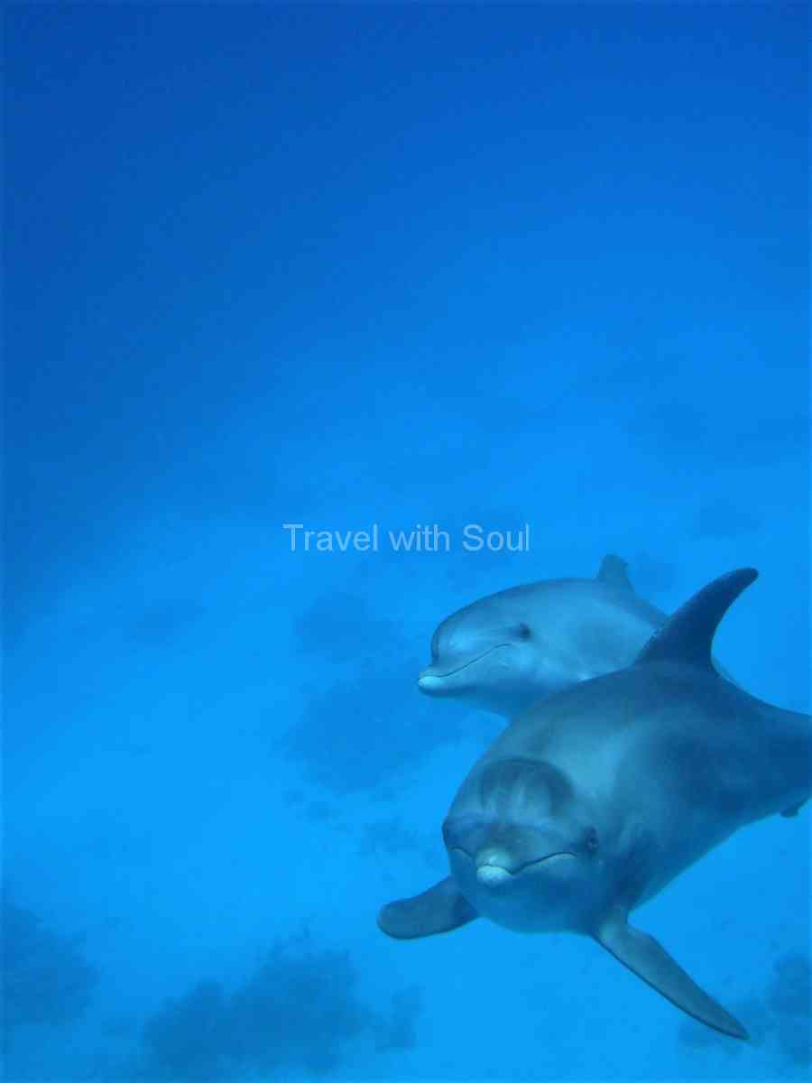 Delfinmutter mit Jungem