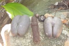 Männliche und weibliche Coco de Mer Samen