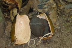 Samen und Gehäuse der Coco de Mer