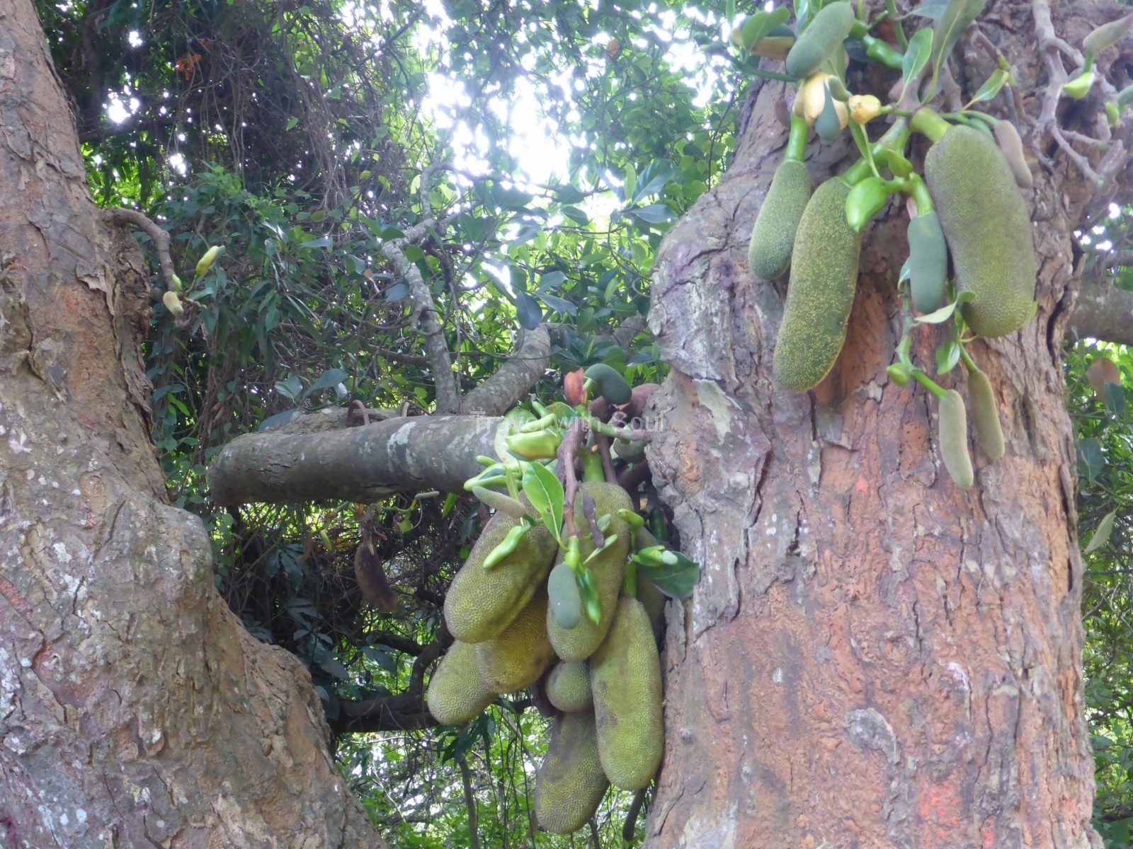 Jackfruchtbaum (Artocarpus heterophyllus) auch Stinkfrucht genannt