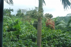 Arabica Kaffee Plantage zwischen Palmen