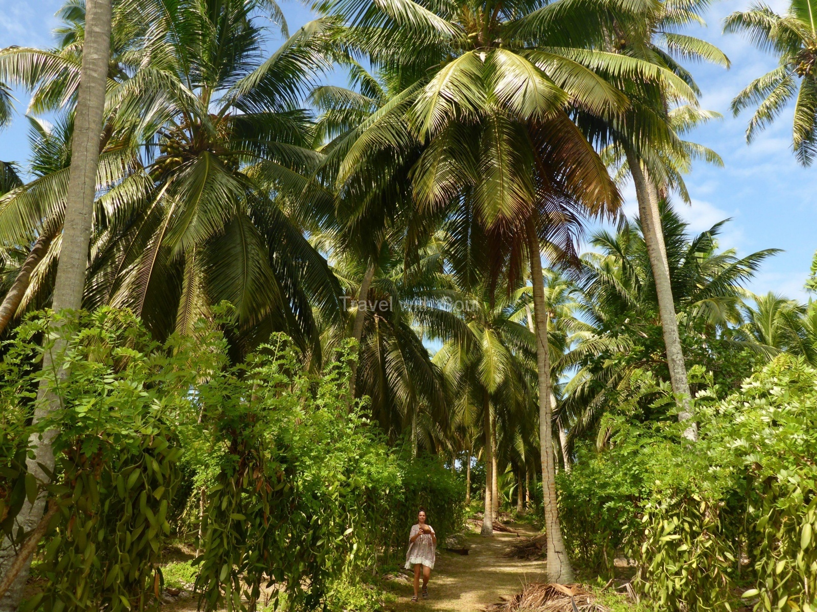 In der Vanille- und Kokosplantage