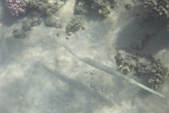 Flötenfisch (Bluespotted Cornetfish, Fistularia commersonii)