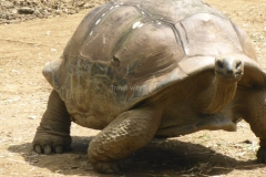 Riesenschildkröten von Mauritius