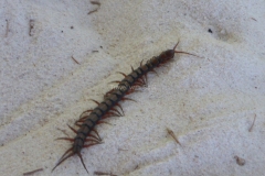 Vorsicht beim Scolopendra subspinipes (Giant Centipede)