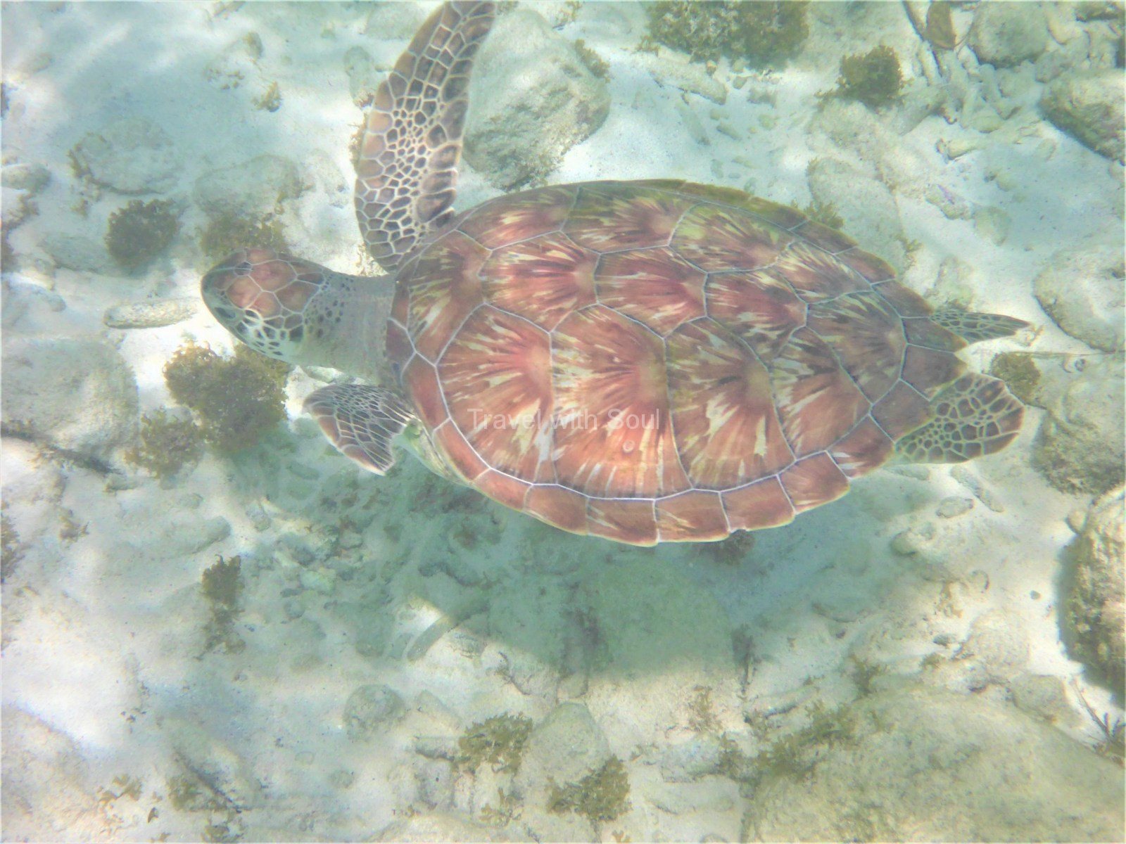 Schwimmen mit der Schildkröte