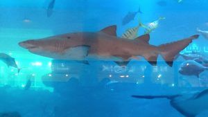 Haie im Aquarium der Dubai Mall