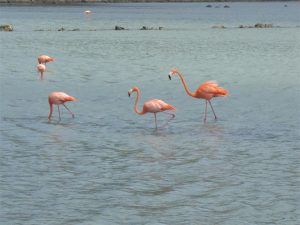 Flamingos in der Jan-Kok-Saline