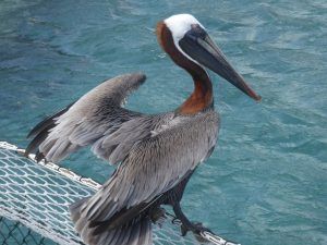 Pelikane gibt es viele auf der Insel