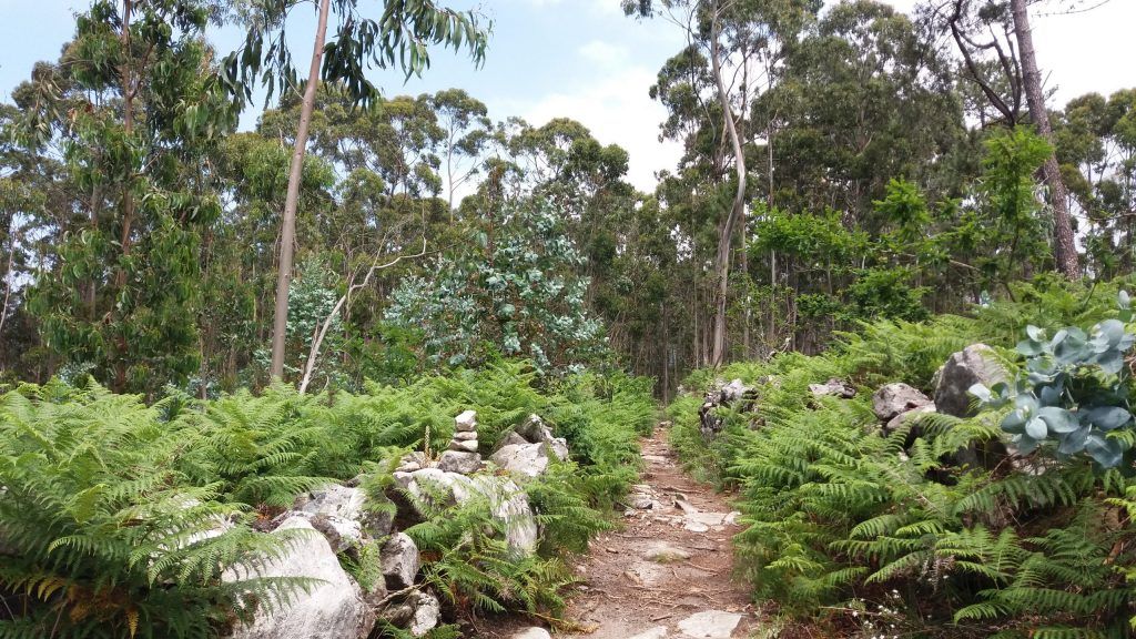 Pilgern durch nach Eukalyptus duftende Waldpfade