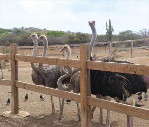 Strauße und Emus warten auf die Fütterung
