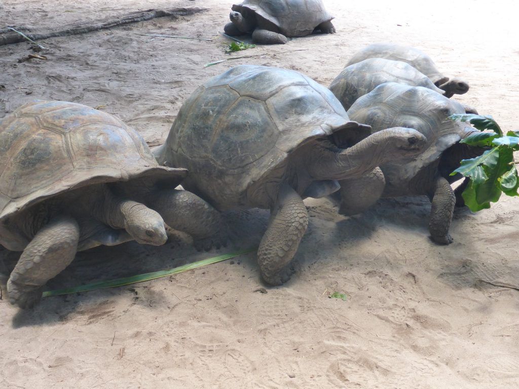 Aldabra Riesenlandschildkröten