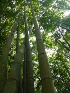 Riesen Bambus im Botanischen Garten