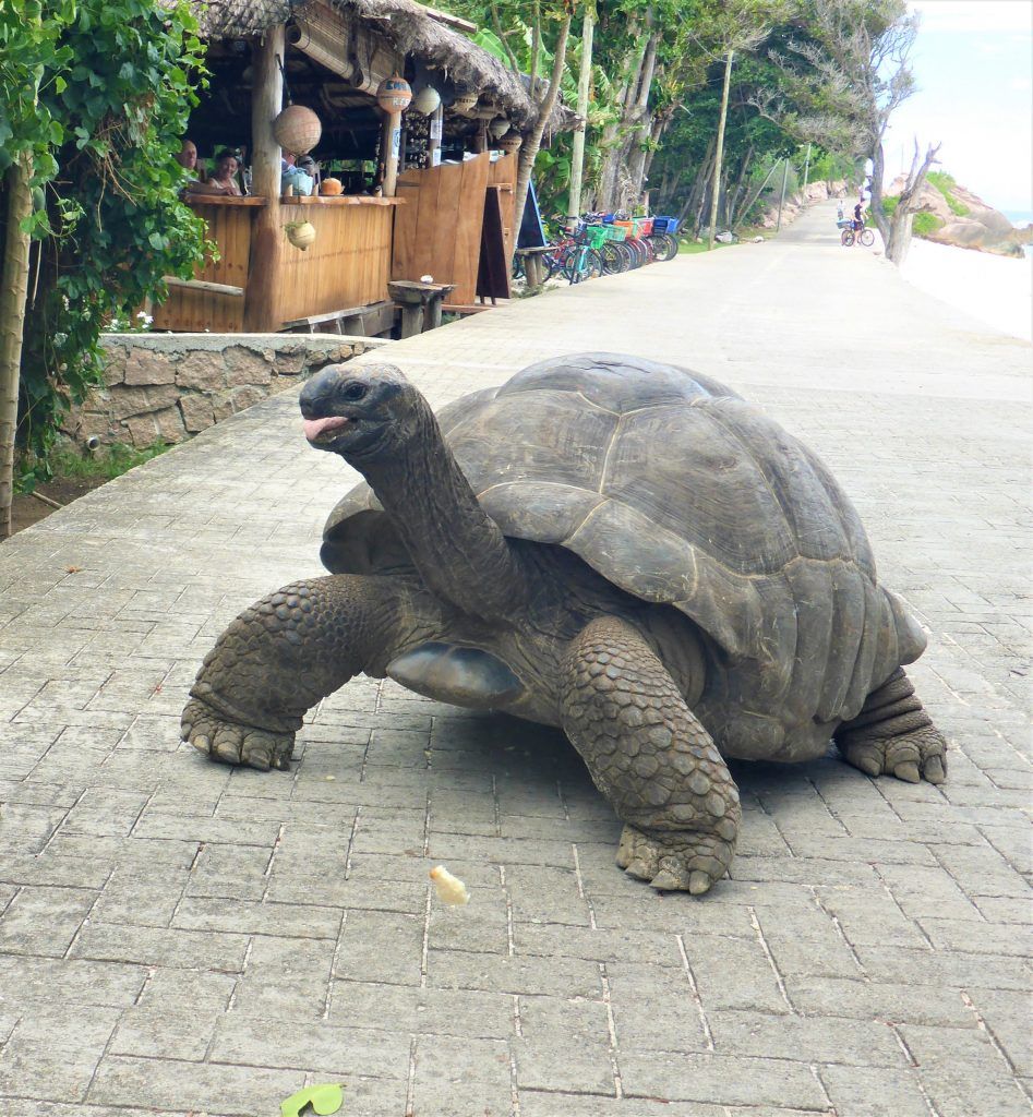 Schildkröten haben auf La Digue „Vorfahrt“